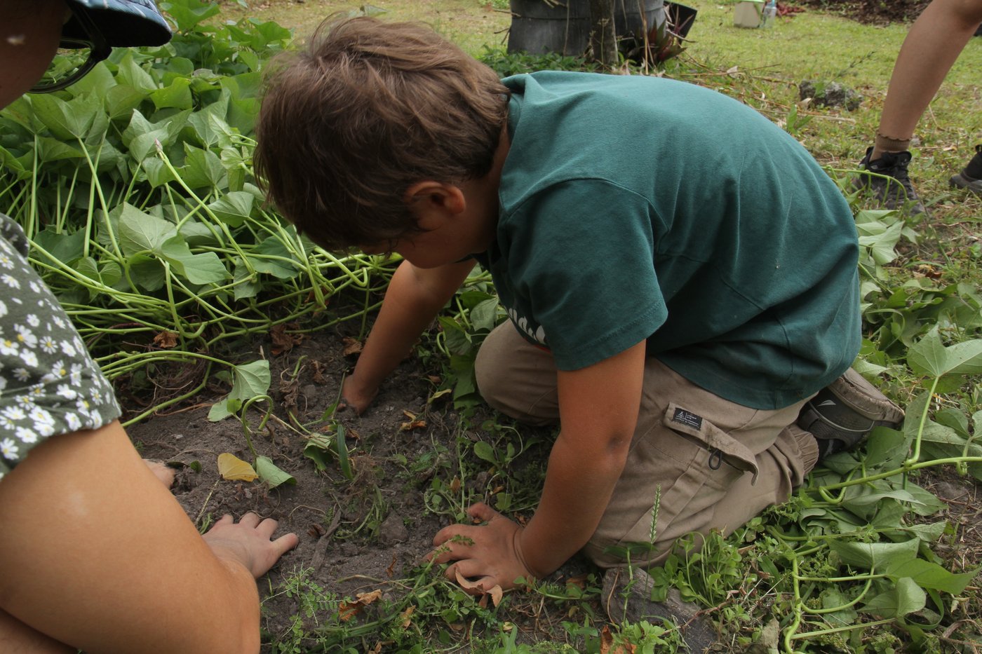 Hands digging into dark soil among garden vines during the agroforestry workshop