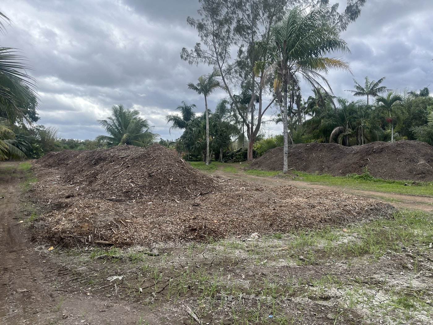 Long compost windrows on a South Florida farm
