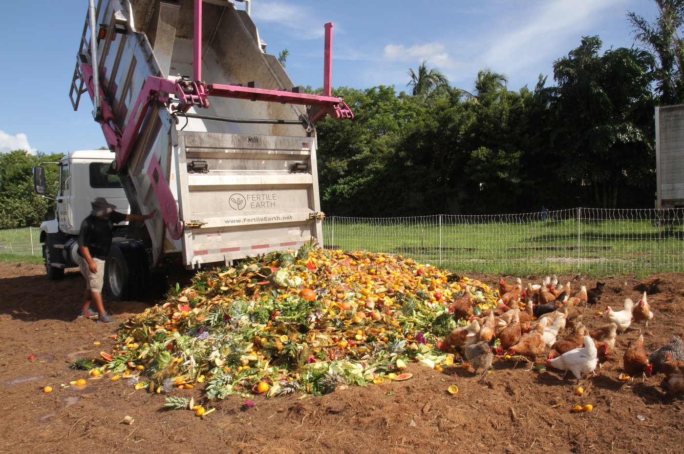 Fertile Earth truck delivering recovered food scraps on a Palm Beach farm while chickens feed
