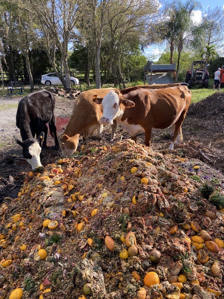Cattle eating recovered food scraps diverted through Fertile Earth&rsquo;s Food-to-Food Recycling Program