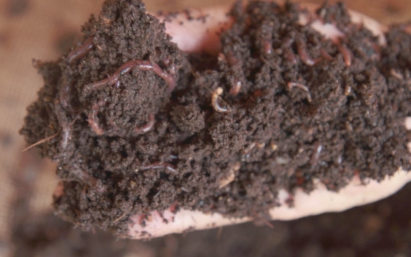 Worms in rich compost material.