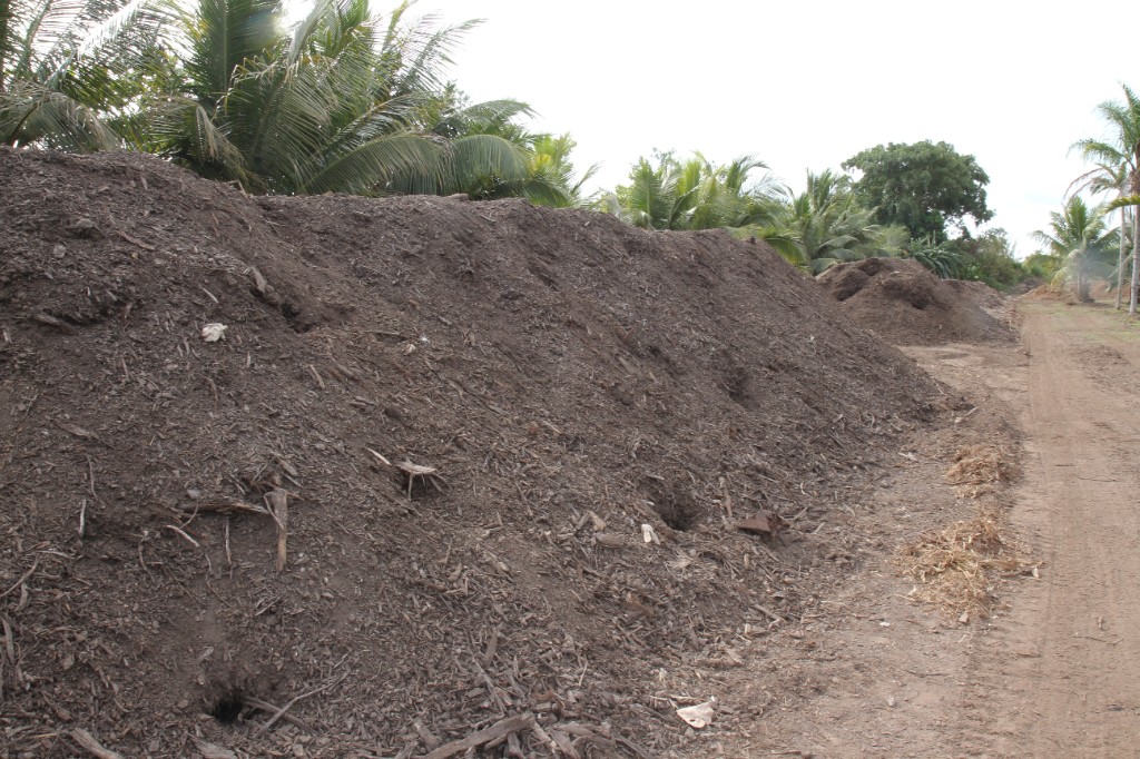 Windrows of compost at an agricultural composting site.