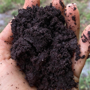 Worm Castings Guide - Soil’s Favorite Food