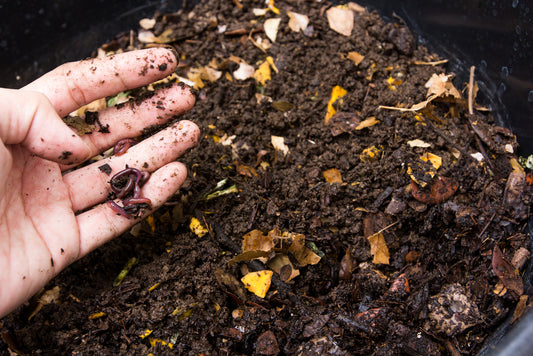 The Benefits of Worm Farming in Florida’s Climate