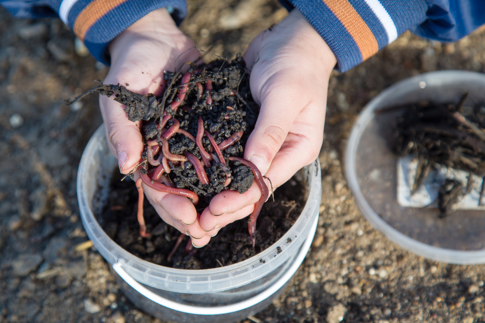 The Ultimate Guide to Starting a Worm Farming Business