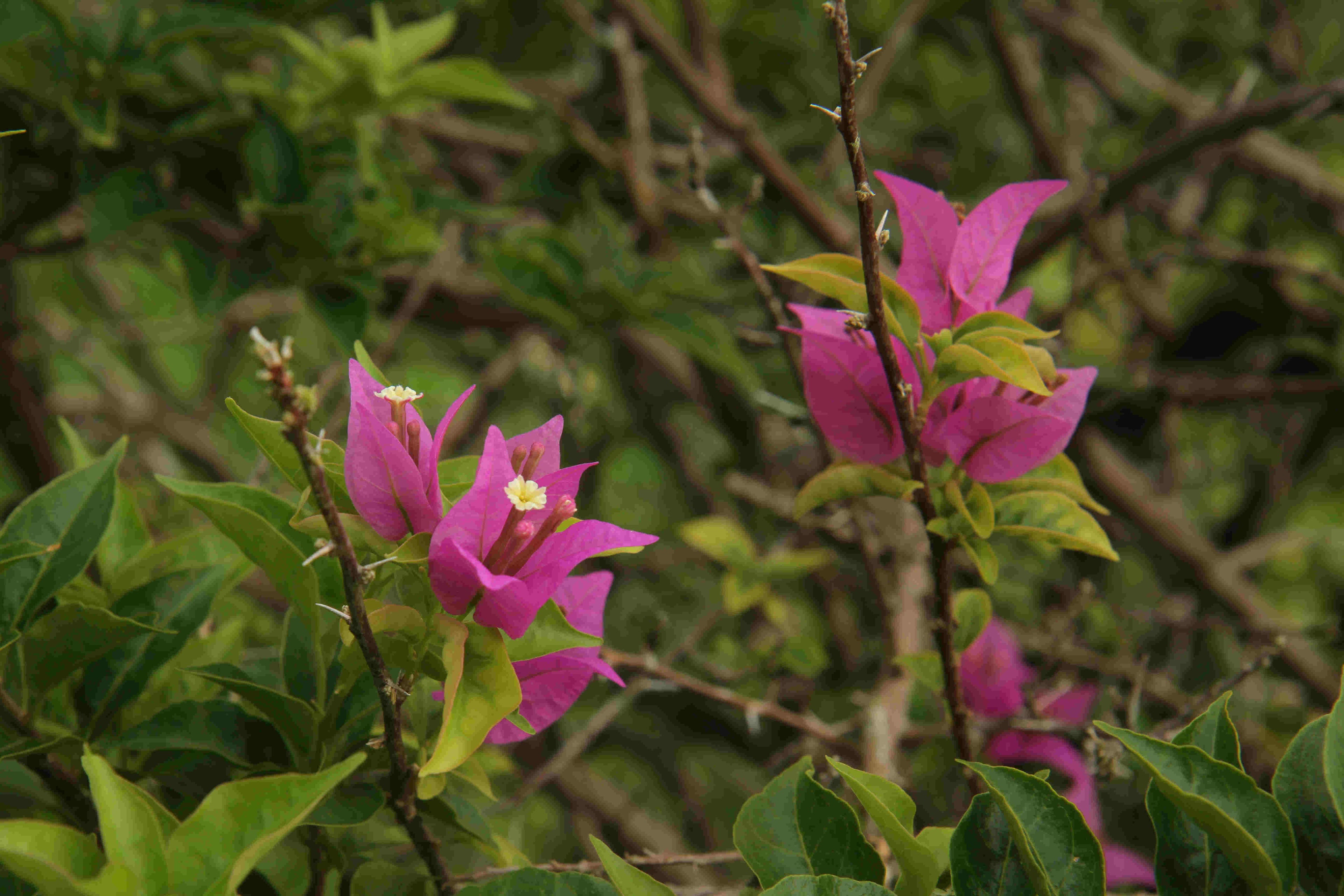 Flowers at Fertile Earth Farm