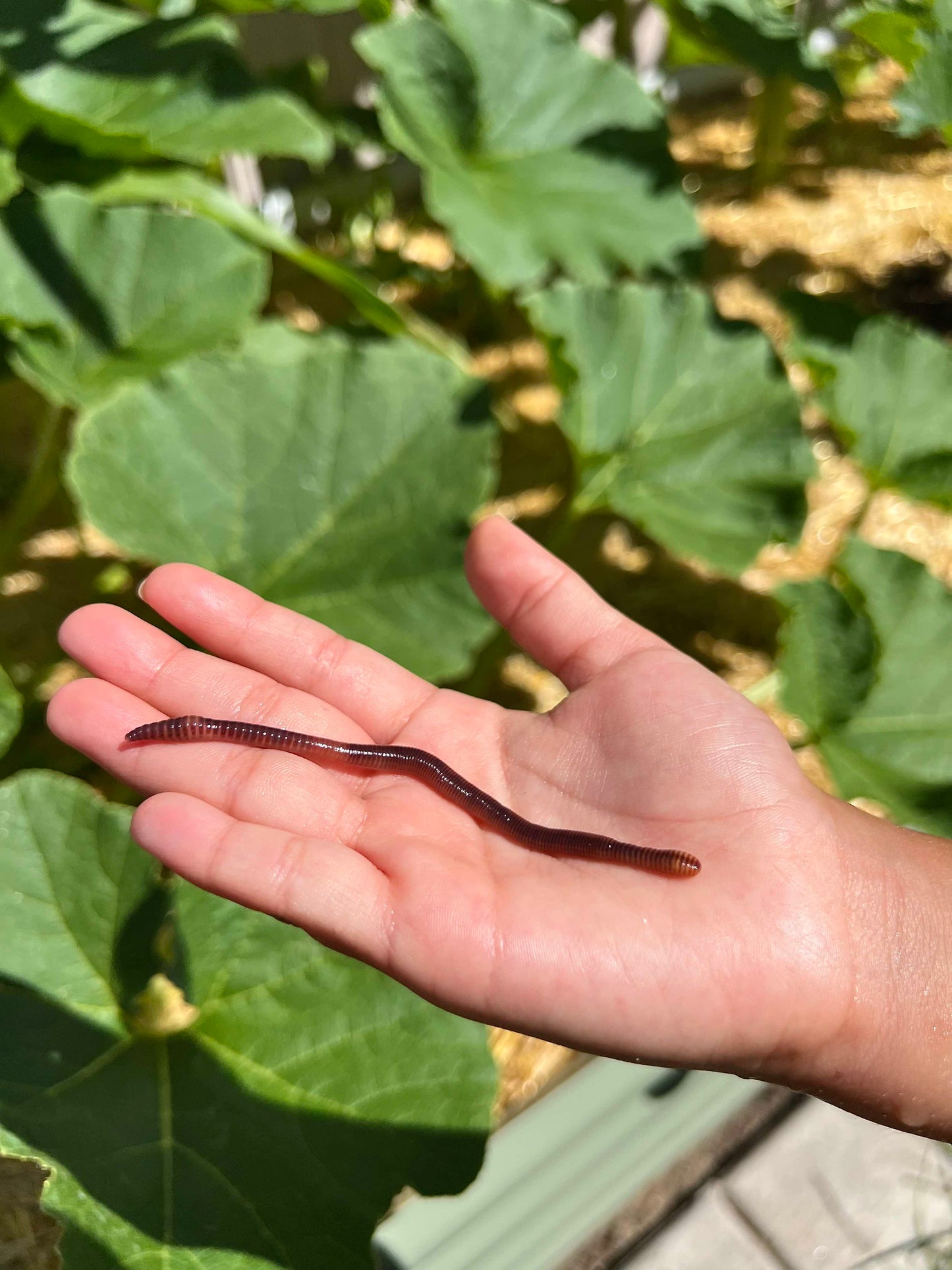 Pure Red Wiggler Composting Worms (SC) (SUMMER)