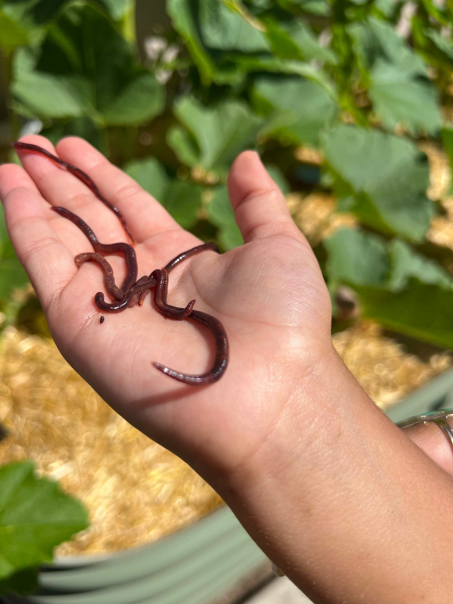 Pure Red Wiggler Composting Worms (SC) (SUMMER)