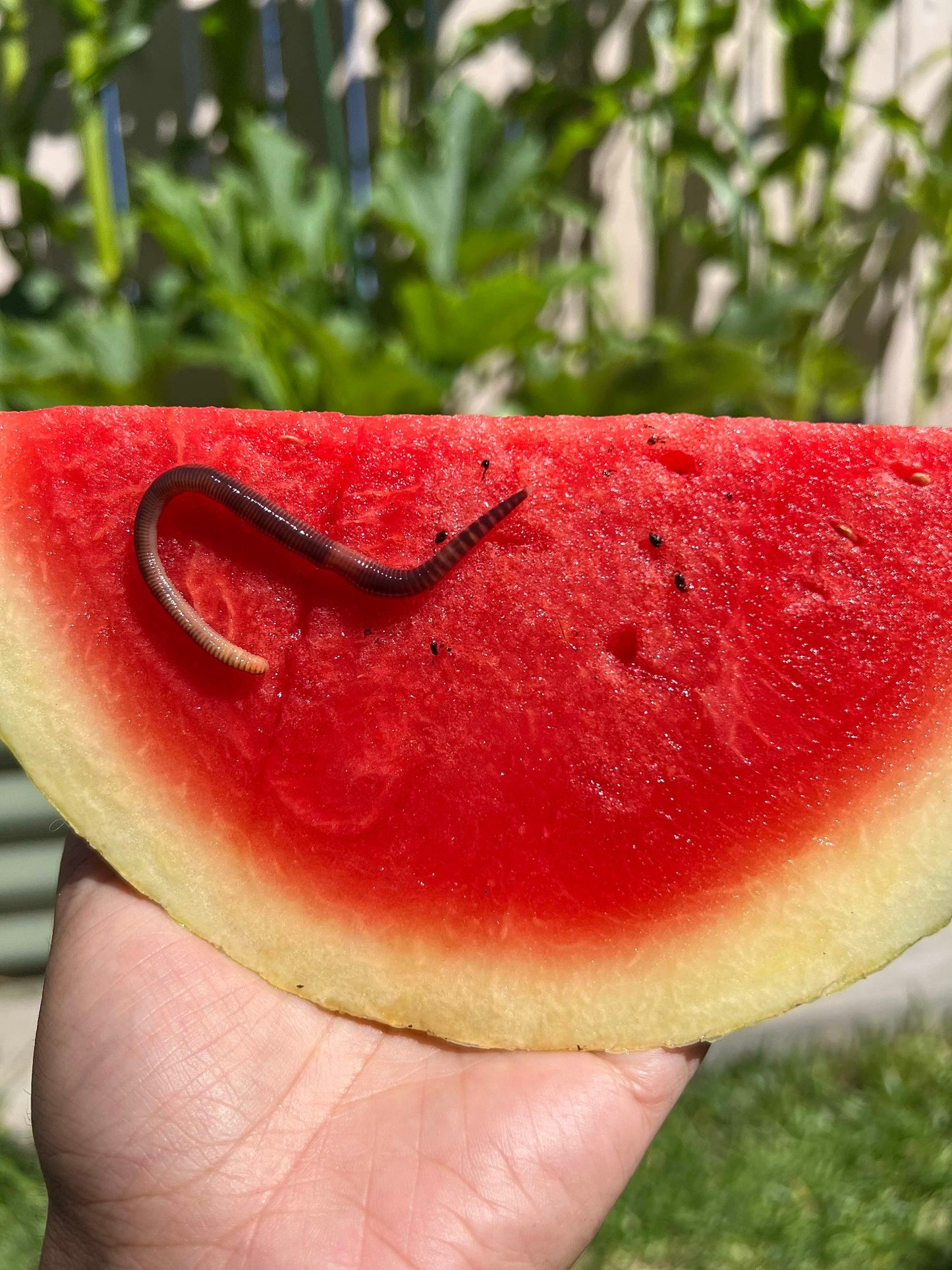 Red wiggler worm on a piece of watermelon